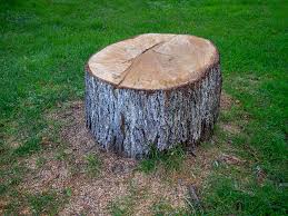 Best Commercial Tree Services  in Deltona, FL