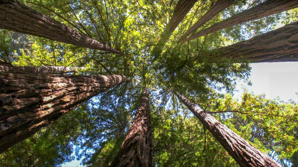 Best Tree Risk Assessment  in Deltona, FL