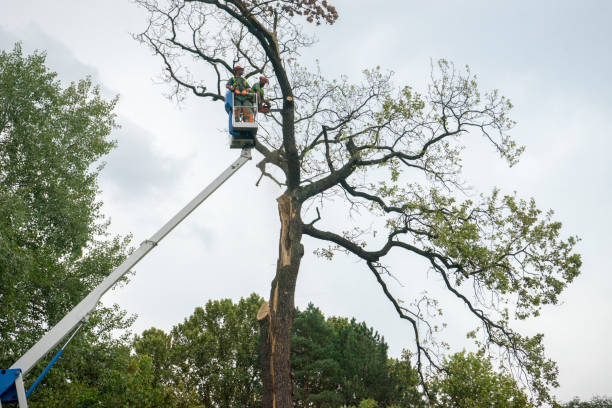Best Tree Disease Treatment  in Deltona, FL